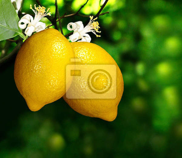 Фотообои - Два лимона на ветке артикул 10003385