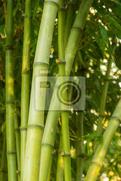 Фотообои для стен - Побеги бамбука артикул 10004045