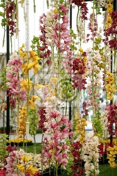 Фотообои - Цветы орхидей, красота артикул 10003270