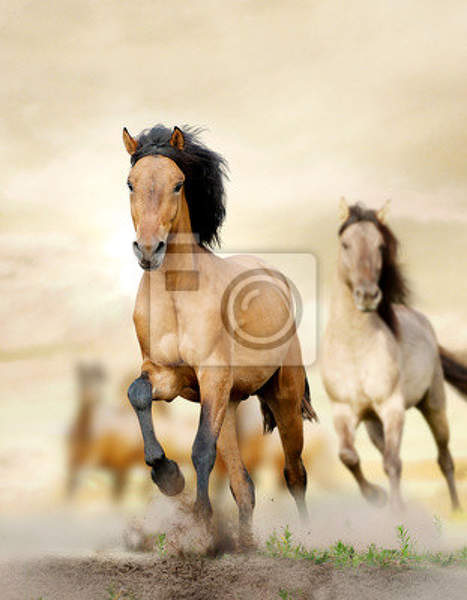 Фотообои на стену с лошадьми артикул 10003816
