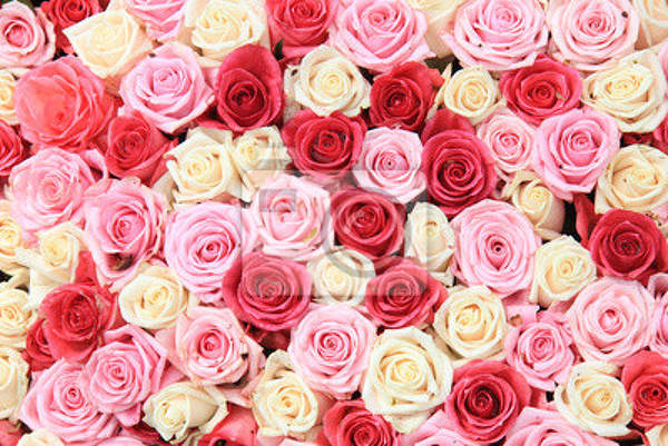 Фотообои - Бутоны белых, красных и розовых роз артикул 10003838