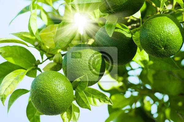 Фотообои - Зеленые лимоны на ветке артикул 10003422
