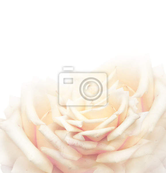 Фотообои кремовая роза артикул 10003892