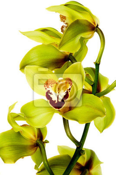 Фотообои - Ветка орхидеи  артикул 10003276