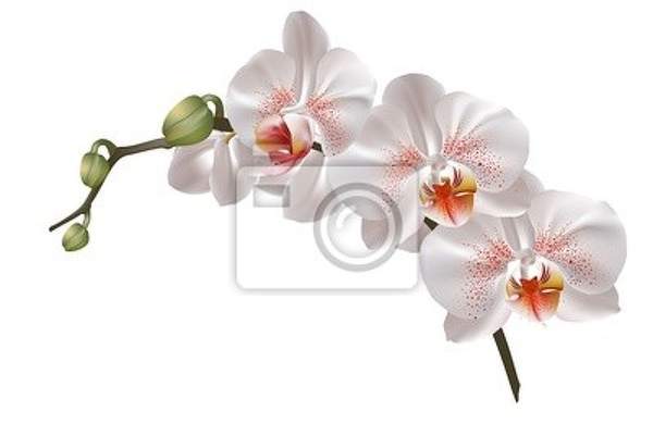 Фотообои - Веточка белых орхидей артикул 10003274