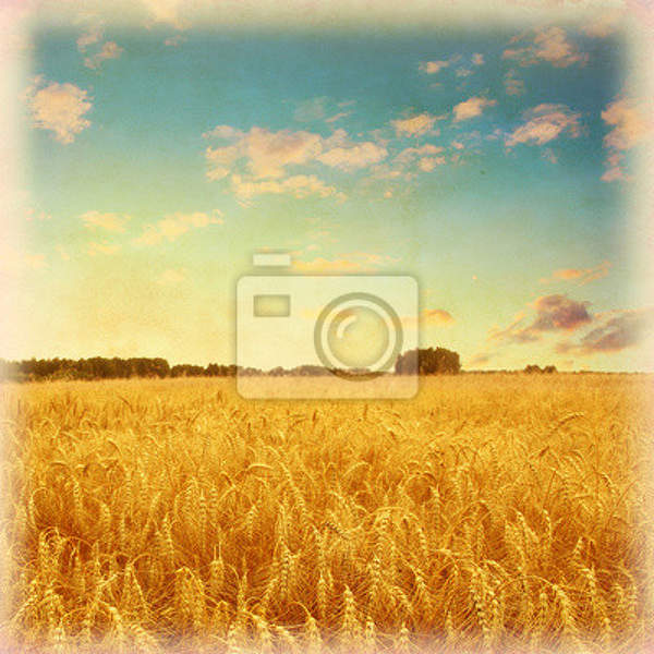 Фотообои - Винтажное пшеничное поле артикул 10004051