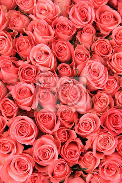 Фотообои с красивыми розами артикул 10003879