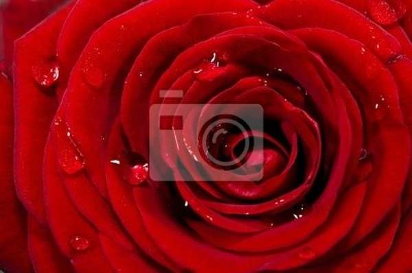 Фотообои - Макро красная роза артикул 10003833