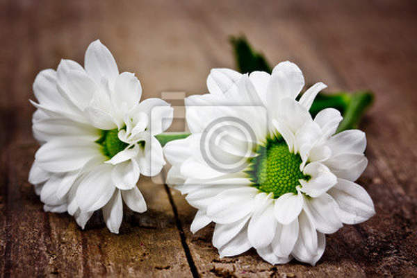 Фотообои - Белые цветы артикул 10004020