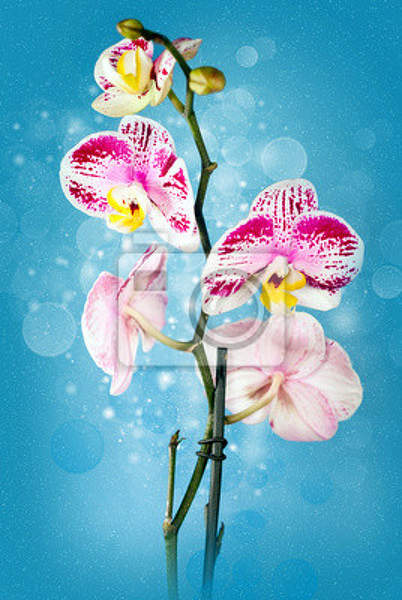 Фотообои - Прекрасный букет орхидей на голубом фоне артикул 10003259