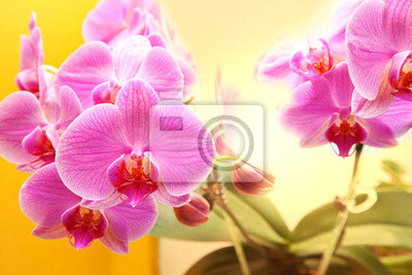 Фотообои - Букетик розовых орхидей артикул 10003275