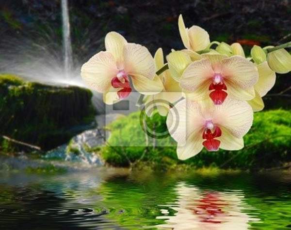 Фотообои - Орхидеи с водопадом артикул 10003280