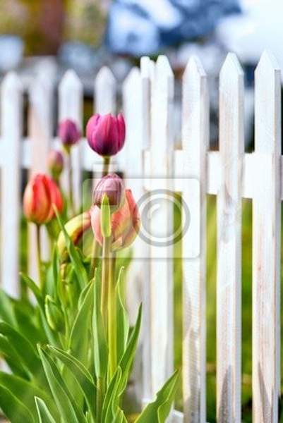 Фотообои - Тюльпаны в саду артикул 10003201