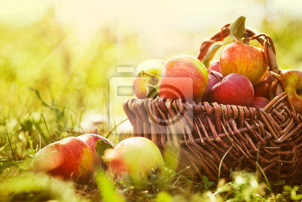 Фотообои - Яблоки в саду артикул 10003374