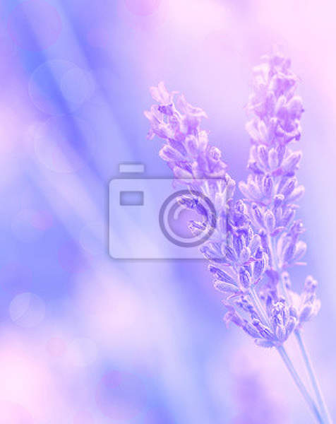Фотообои с нежным цветком лаванды артикул 10003501
