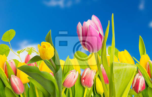 Фотообои с тюльпанами на фоне голубого неба артикул 10003221