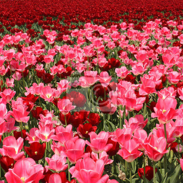 Фотообои - Тюльпаны в Голландии артикул 10003214