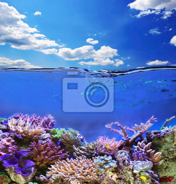 Фотообои - Подводная экзотическая жизнь артикул 10003631