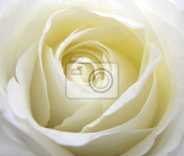 Фотообои - Белая роза крупным планом артикул 10003883