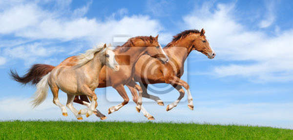 Фотообои - Тройка лошадей артикул 10003810