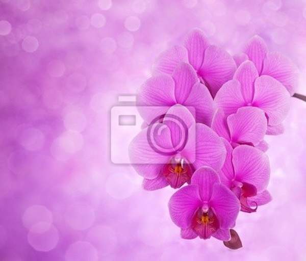 Фотообои - Розовые орхидеи на красивом фоне артикул 10003299