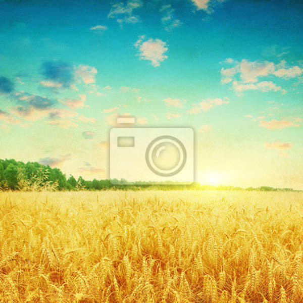 Фотообои на стену с пшеничным полем артикул 10003860