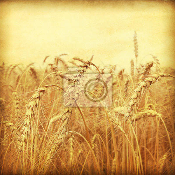 Фотообои на стену - Пшеница в стиле ретро артикул 10004058