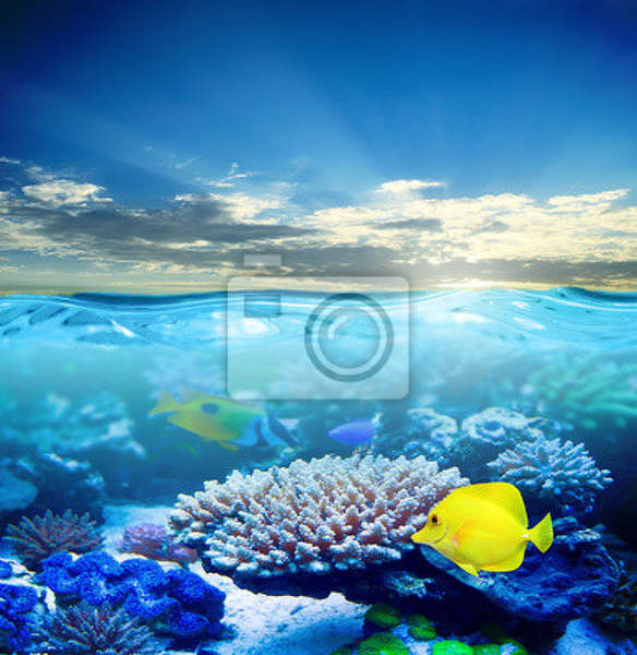 Фотообои - Жизнь под водой артикул 10003636