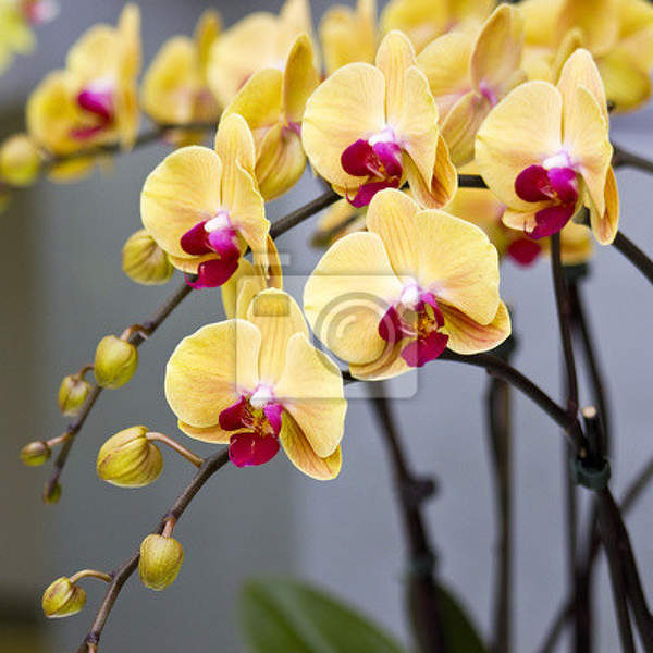 Фотообои - Букет желтых орхидей артикул 10003273