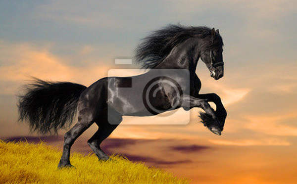 Фотообои - Черная Фризская лошадь на закате артикул 10003661