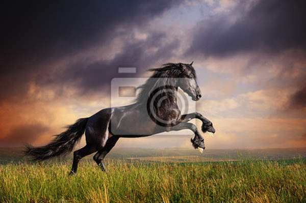 Фотообои - Черная Фризская лошадь артикул 10003654