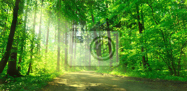Фотообои - Зеленый лес артикул 10003664