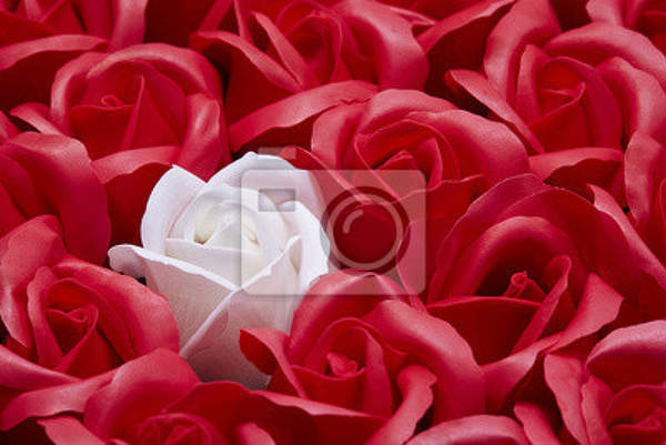 Фотообои - Красные розы с белой розой артикул 10004174