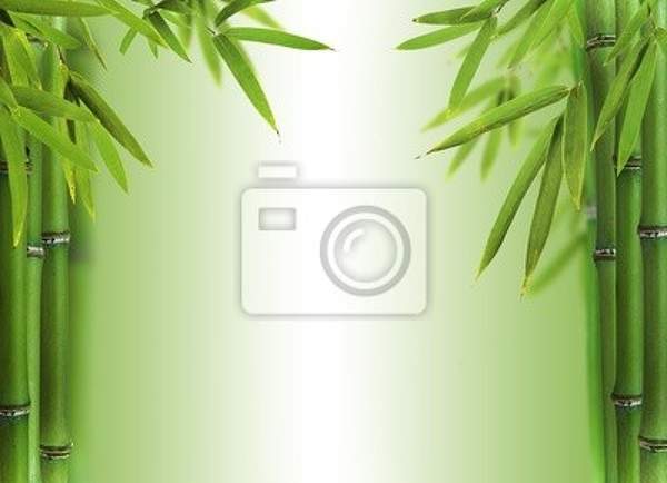 Фотообои - Бамбуковые побеги артикул 10004012