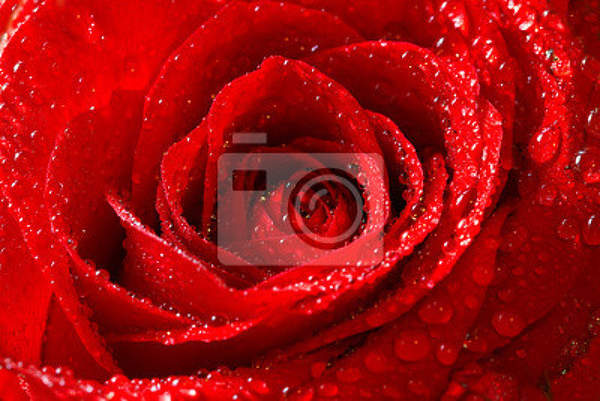 Фотообои - Красная роза с каплями росы артикул 10003874