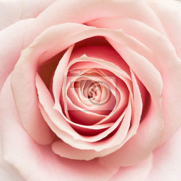 Фотообои - Розовая роза крупным планом артикул 10003888