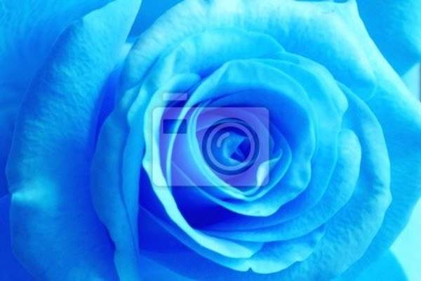 Фотообои - Голубая роза артикул 10003866