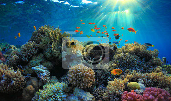 Фотообои на стену - Подводная жизнь артикул 10003607