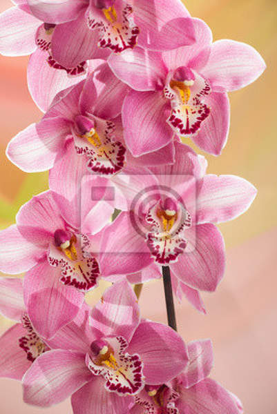 Фотообои с розовыми орхидеями артикул 10003277