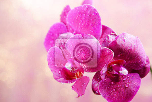 Фотообои - Красивый цветок на ярком фоне артикул 10003253