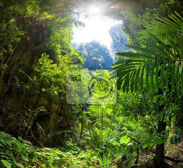 Фотообои с видом на джунгли артикул 10003670