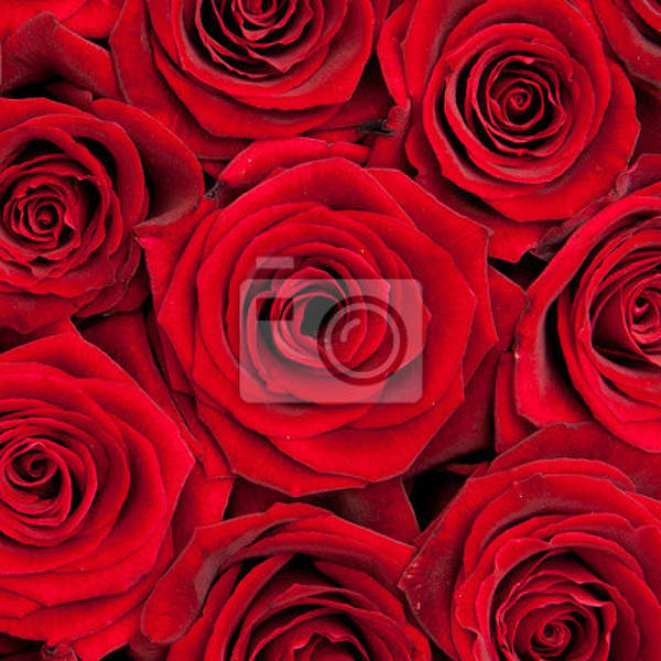 Фотообои на стену крупными красными розами артикул 10004172