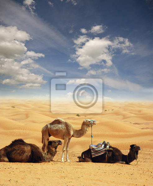 Фотообои - Верблюды в сахаре артикул 10003775