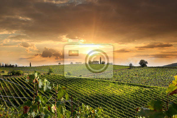 Фотообои - Виноградники в Тоскане артикул 10004121