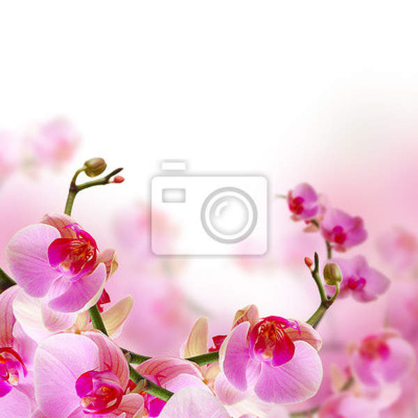 Фотообои - Нежная цветущая орхидея артикул 10003285