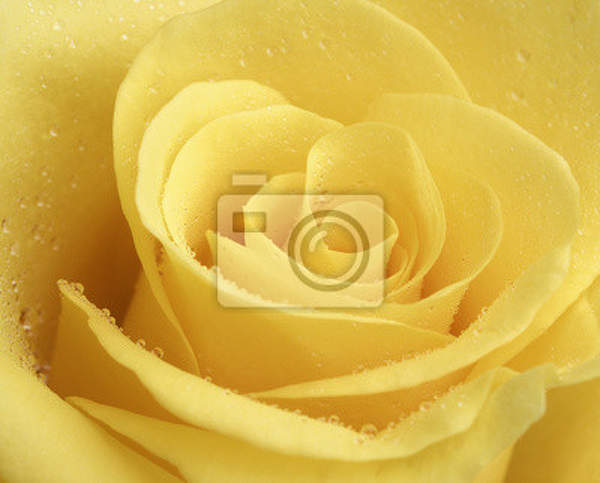 Фотообои - Желтая роза артикул 10003885