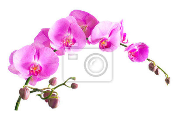 Фотообои - Веточка цветов орхидеи артикул 10003254