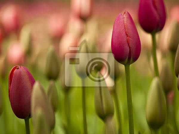 Фотообои - Утренние тюльпаны артикул 10003216
