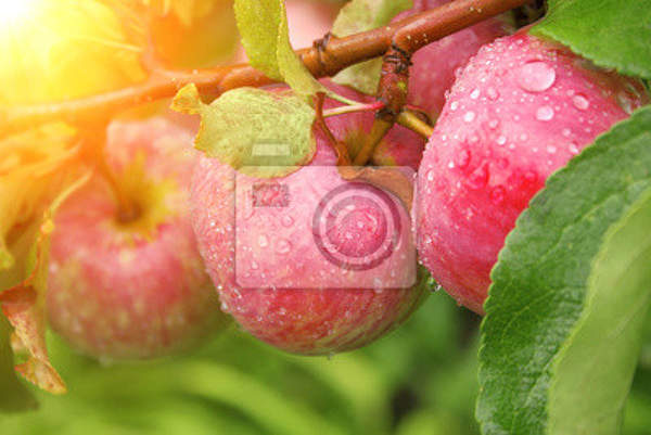 Фотообои - Урожай яблок артикул 10003371