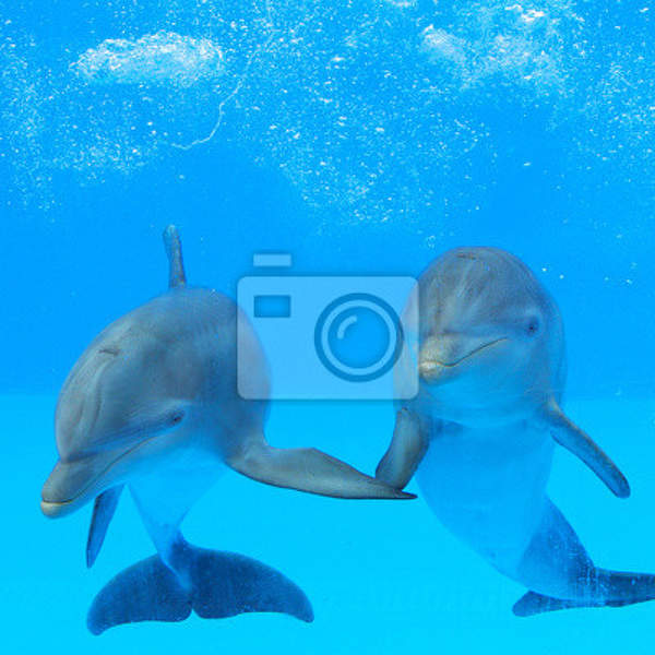 Фотообои - Дельфины под водой артикул 10003602